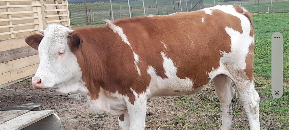 Balțată Românească 6500 are 374kg