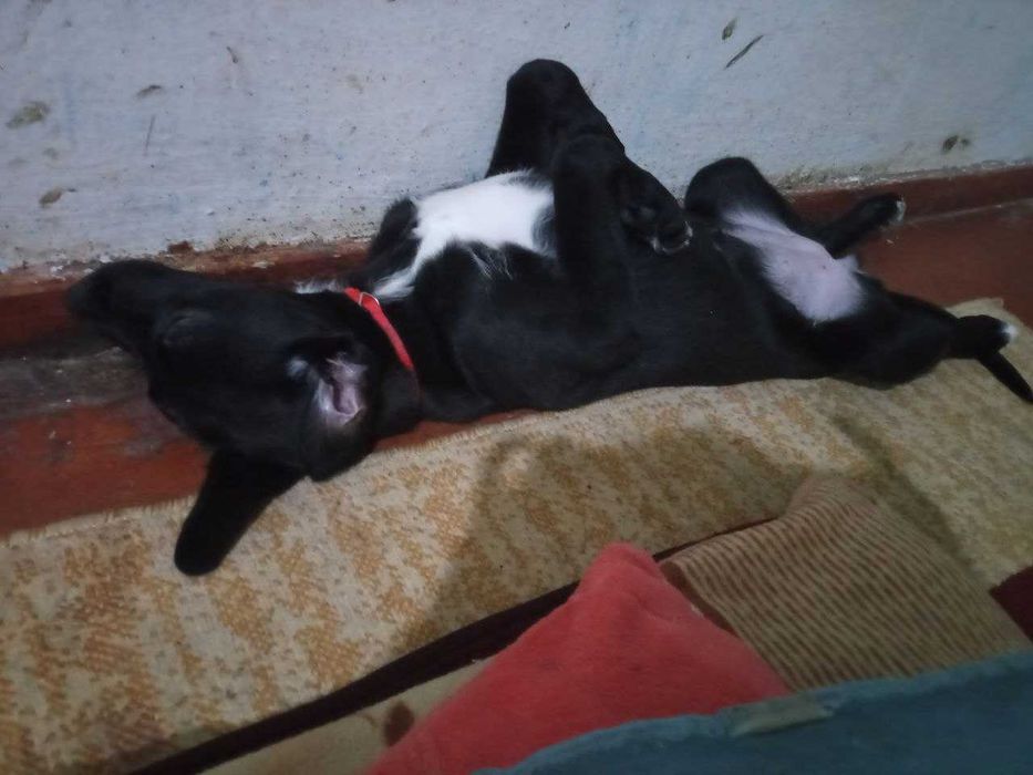 Отдается сабака в хорошие руки