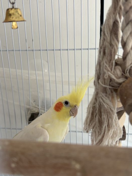 Papagali Nimfă (pereche) cu cușcă spațioasă – gata de un nou cămin