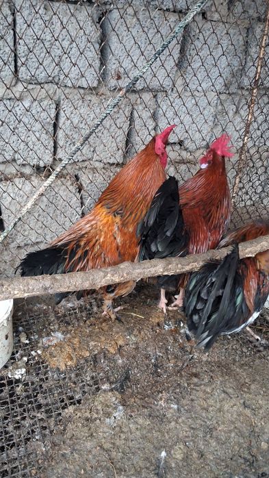 Xõroz Damashni Sotiladi