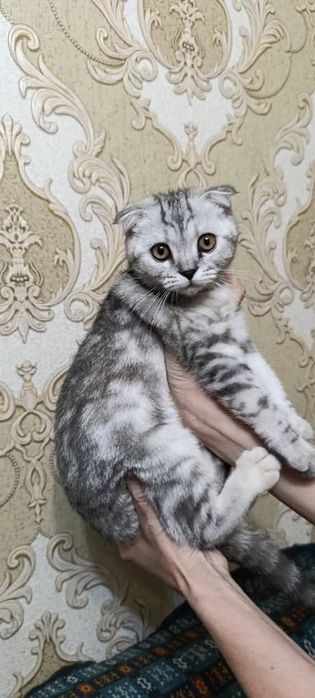 Котята породистые