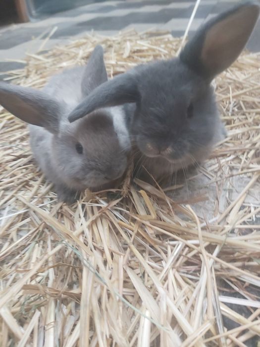 Продаются кролики крольчата куен болалари