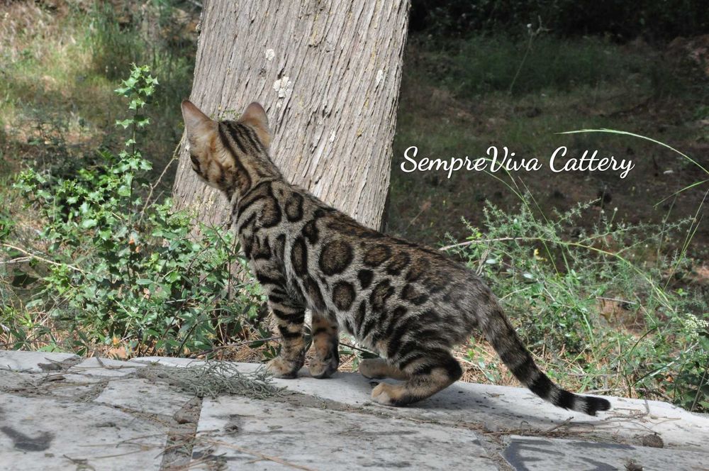 Бенгалска котка женска