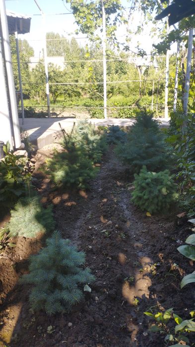 Продам голубой ель