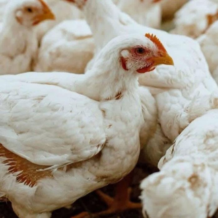 Rasă Mixtă Alb Carne