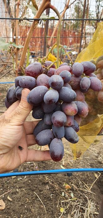 Саженцы винограда!