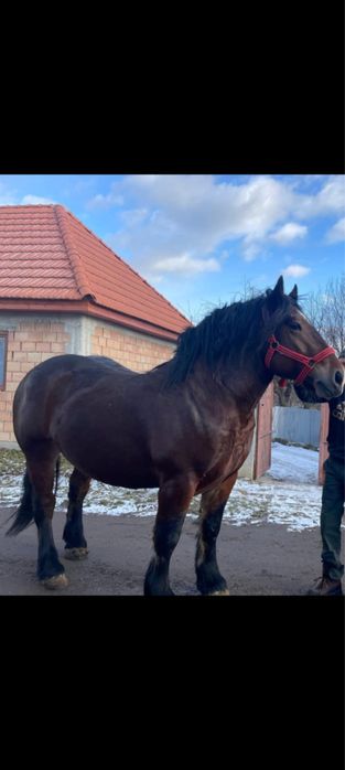 Armasar de vanzare!!