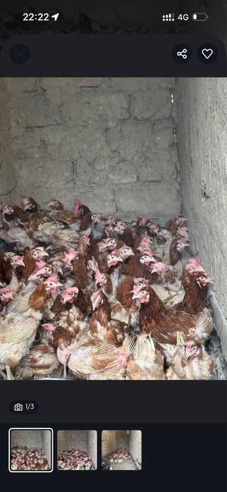 Продаются ломан браун несушки