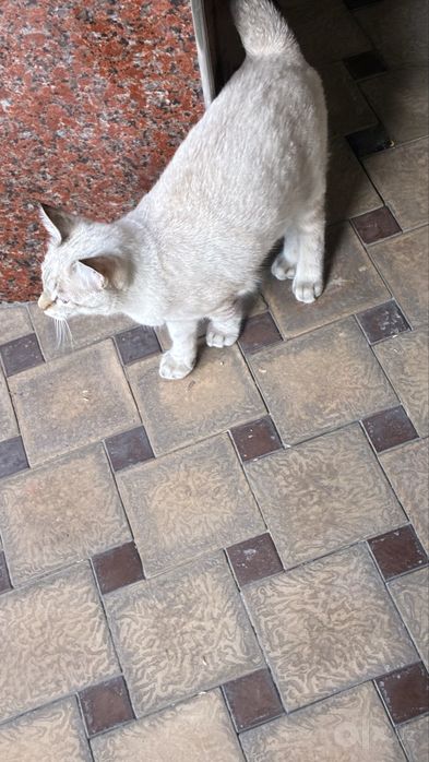 Продаётся красивый котик!