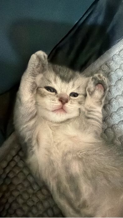 Котята скоттиш фолд