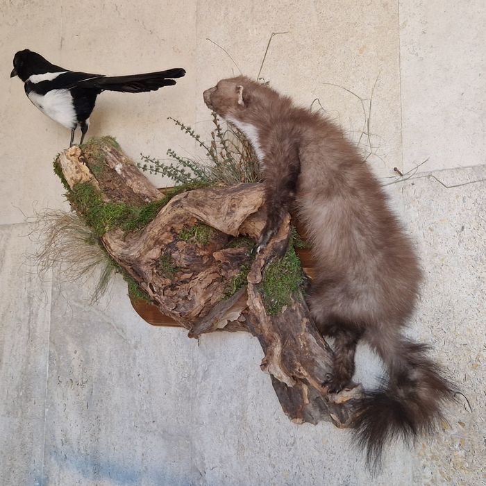 Препарирани белка и сврака