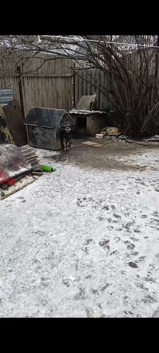 Отдам в добрые руки кобеля