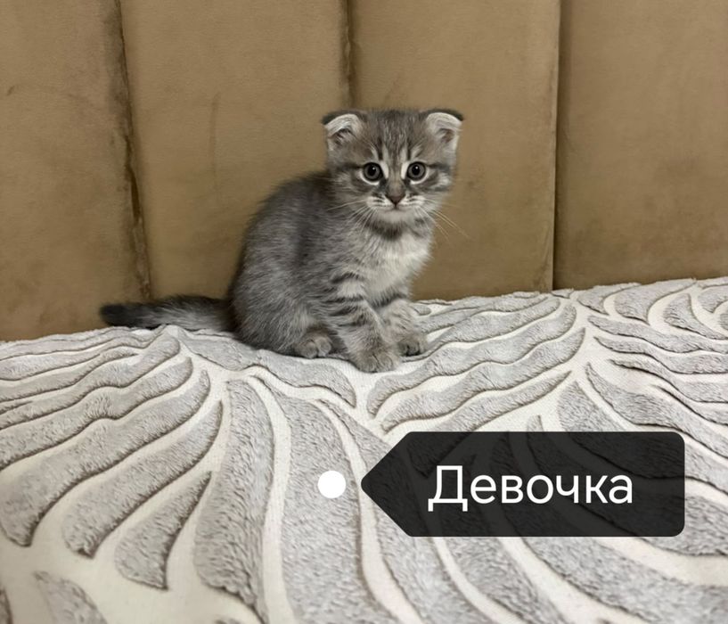 Шотландские котята