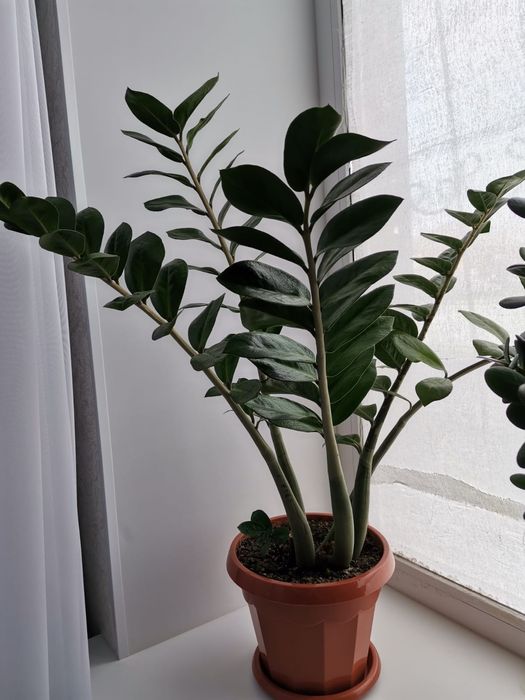 Продаётся долларовое дерево