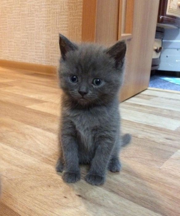 Британские котята