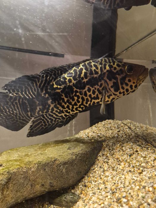 Peste ciclid jaguar