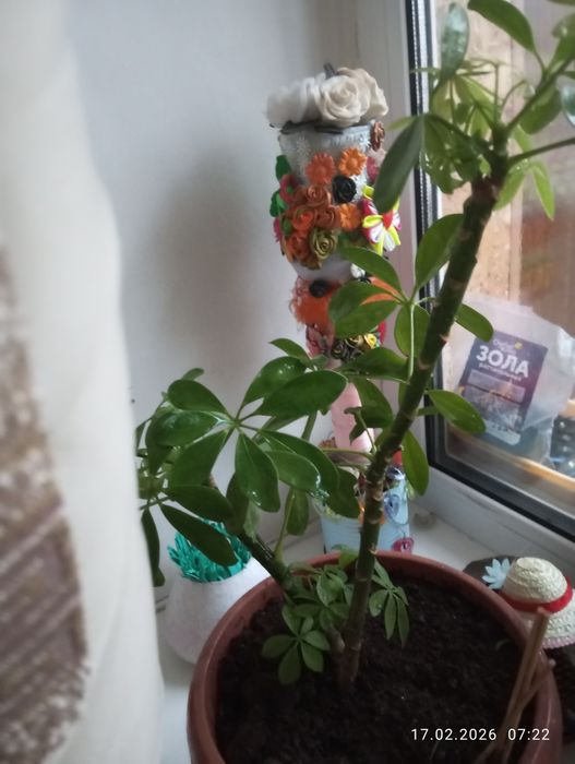 Продаю цветы комнатные