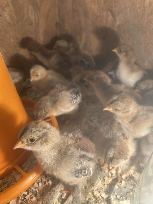 Vand pui brahma potarnichiu