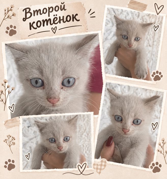 Отдам котят в добрые руки