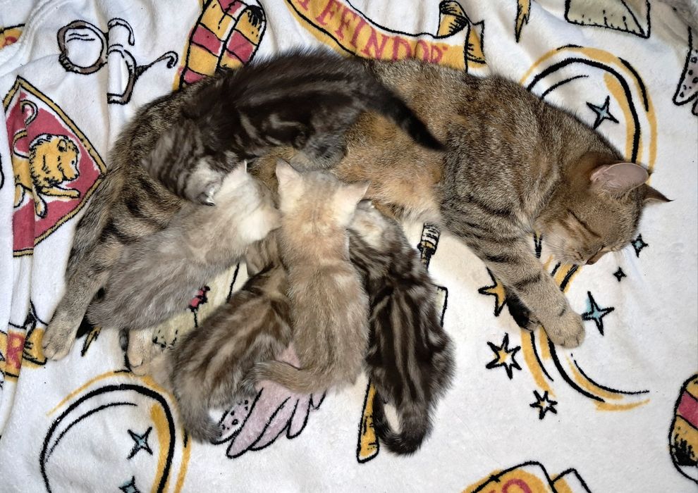 Шотландские котята