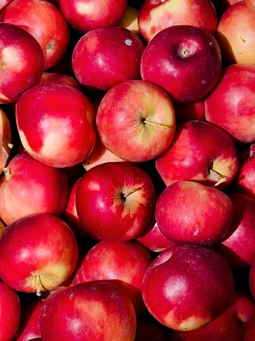 Яблоки Айдарет, Американка