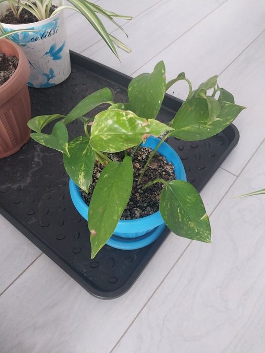 Продам комнатные цветы