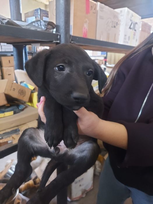 Отдам шенят девочки