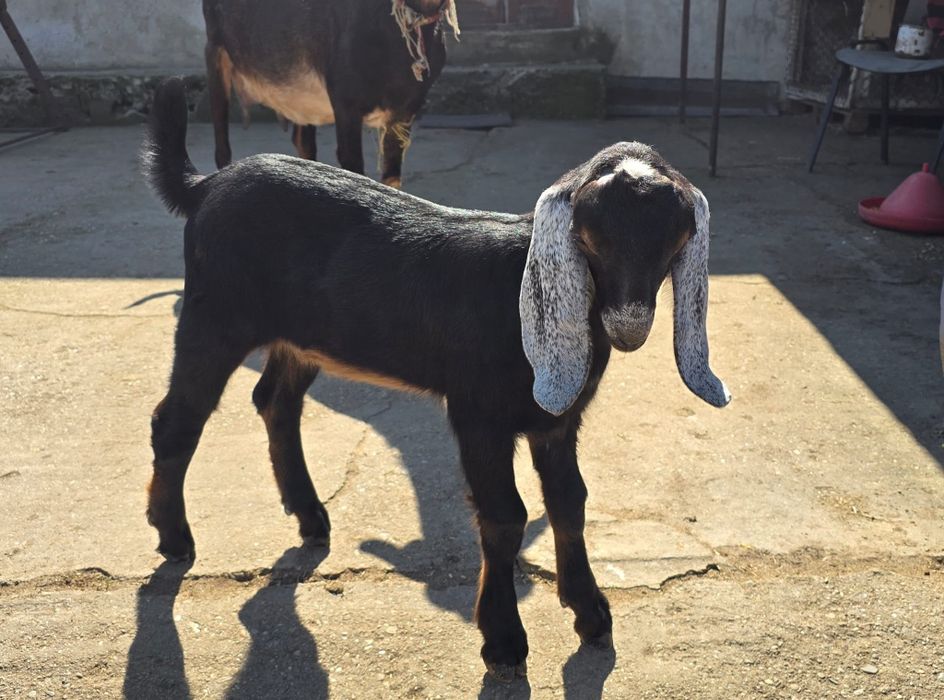 Vând sau schimb iezi