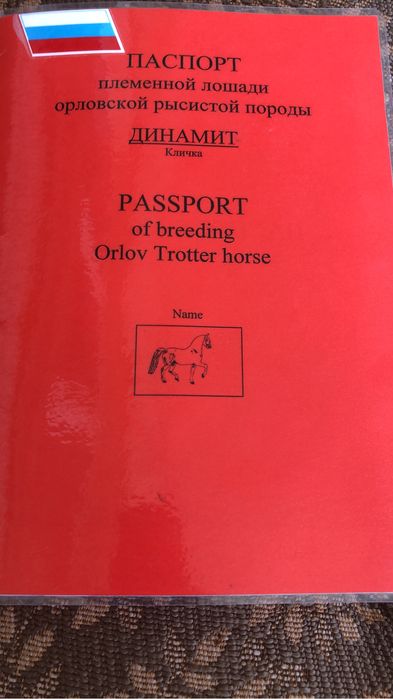 Конь 4 года Арловец
