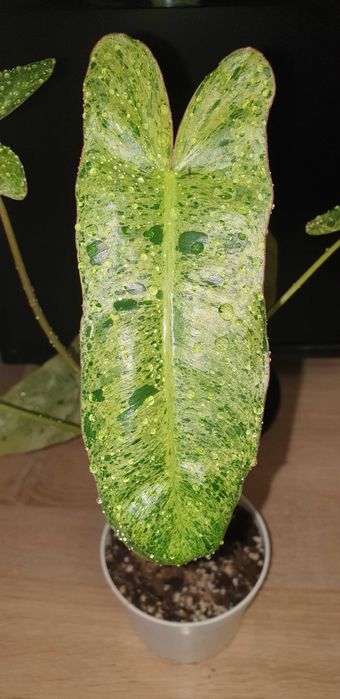 Домашние растения