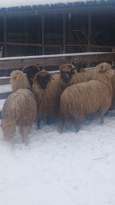 Oi tinere de vânzare