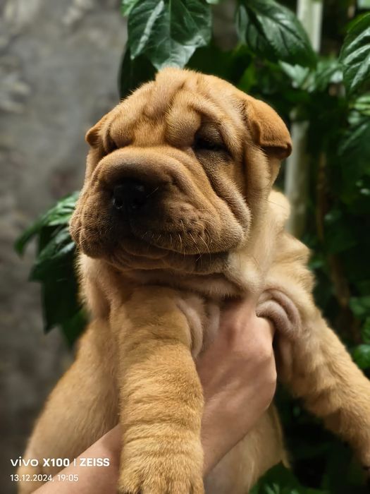 Очаровательные щенки шарпея.