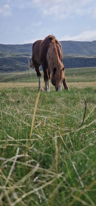 Продам лощадь тежоловоз