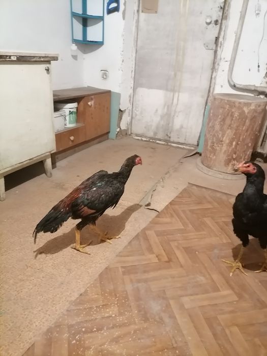 Продам дакан  цепляет