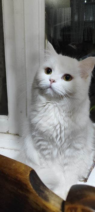 Продам кошку белую