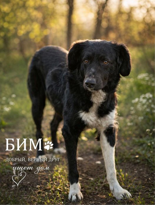 Ищем добрые руки!