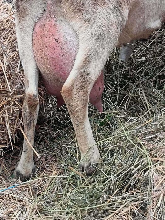 Vând /Schimb 2 capre Anglo Nubian și Metis Alpin