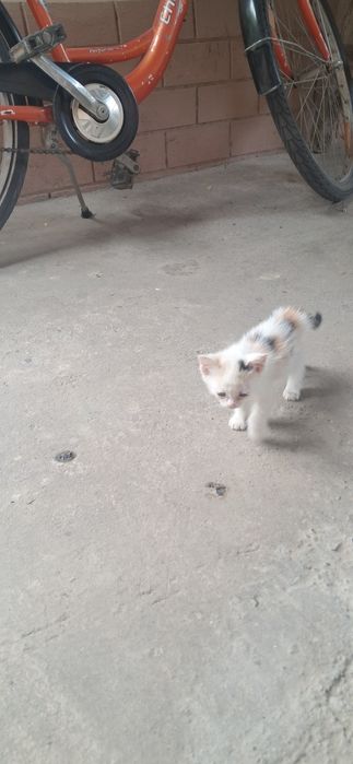 Продаются КОТЯТА