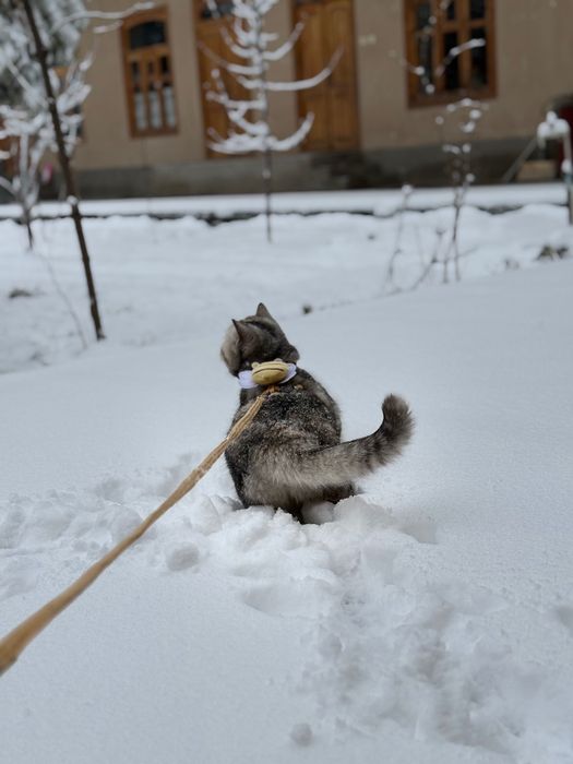 Mushuk sotiladi sog’lom zoti British chinchilla qiz bola 7 oylik
