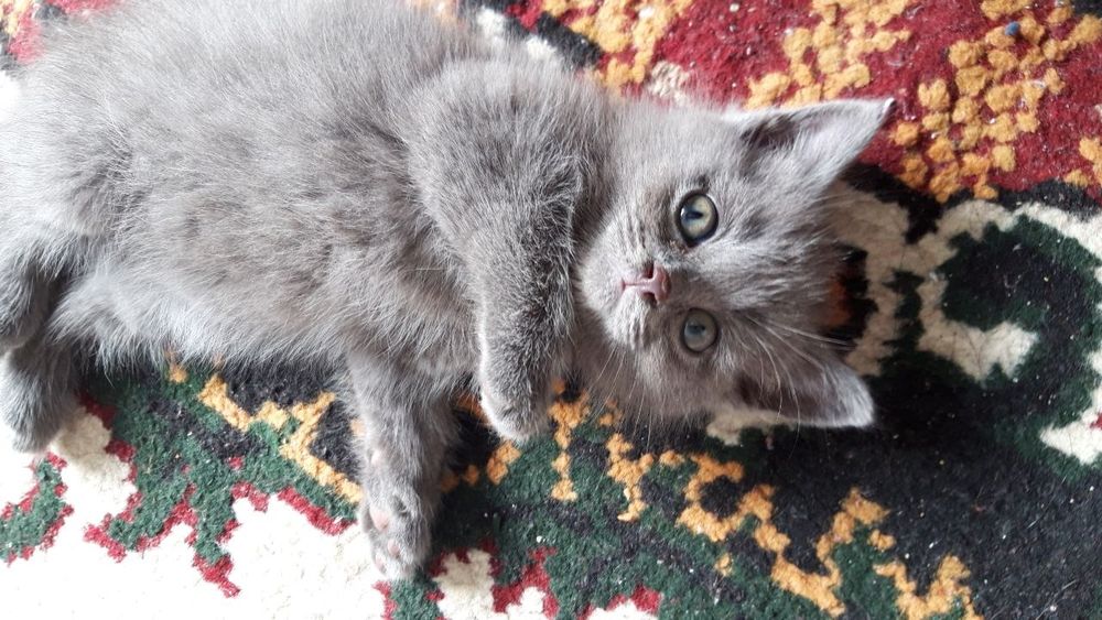 Сотилади(продается) Скотиш Фолд