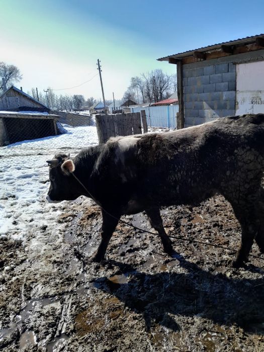 Алатау асыл тұқымды бұқа сатылады