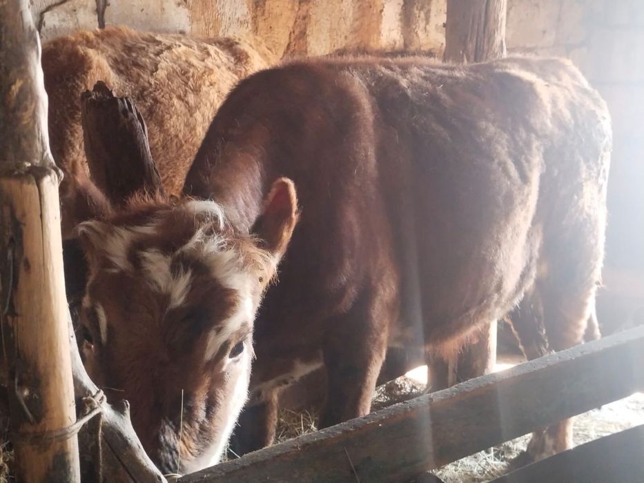 2 годовалые телки