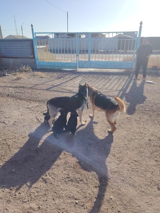 Щенки восточно европейской овчарки