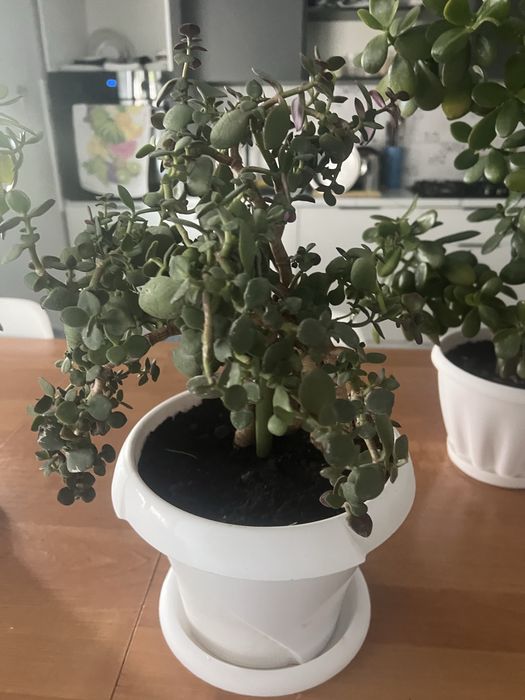 Цветы комнатные большие