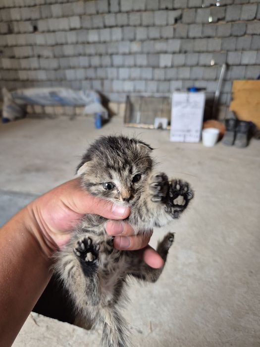 Вислоухи котёнок бесплано