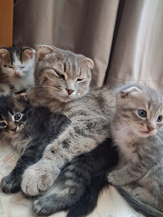Отдам даром котят