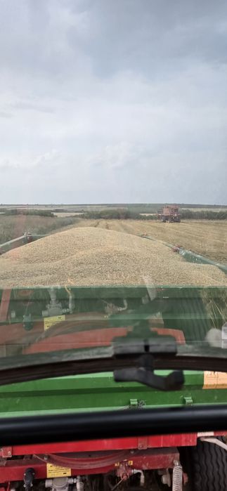 Vând ovăz de toamnă