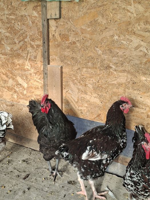 Cocosi australorp si sussex portelan