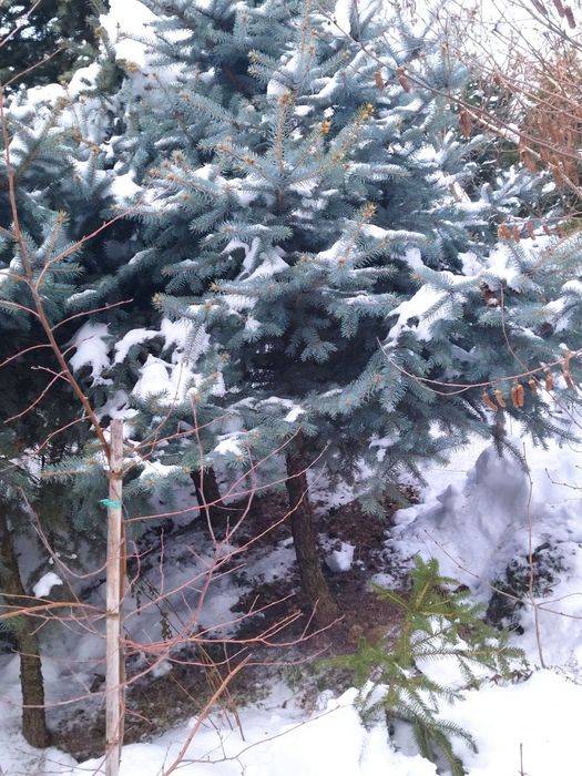 Новогодние ели на срез!