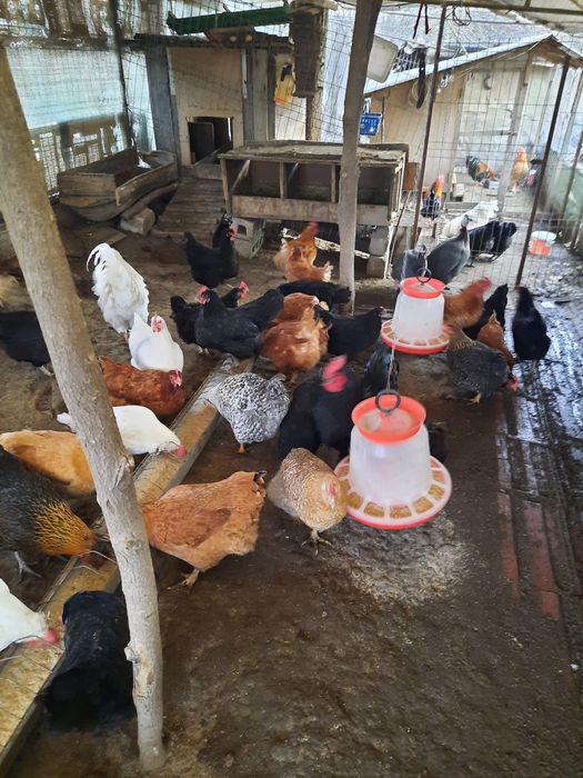 Vand oua de gaina,rata lesasca si bibilica